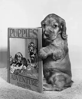 Susi Prints: Susi - Puppies Adventure Stories