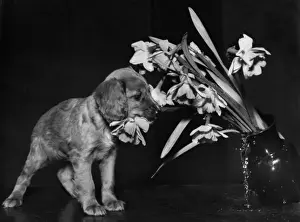 Susi - rearranging a vase of flowers