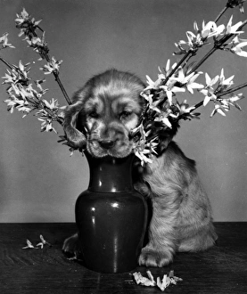 Images Dated 21st March 2016: Susi - rearranging a vase of flowers
