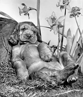 Images Dated 21st March 2016: Susi - reclining under daffodils