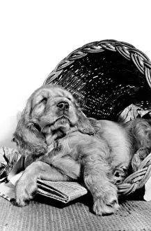 Susi - relaxing in her basket