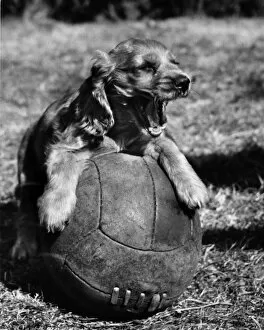 Paws Gallery: Susi - resting on a football