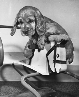 Images Dated 18th March 2016: Susi - riding hobby horse