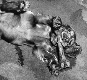 Susi - rolling around with a large bone