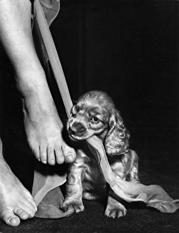 Images Dated 22nd March 2016: Susi - ruining Mums stockings