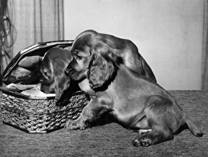 Images Dated 22nd March 2016: Susi - with sewing basket