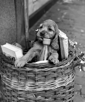 Susi - in shopping basket