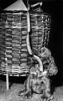Susi - with shopping basket
