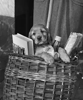 Susi - in shopping basket