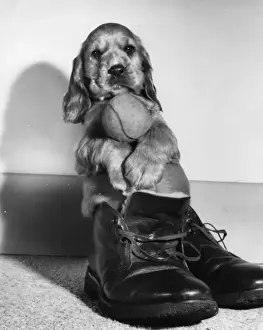Susi Prints: Susi - sitting in a boot