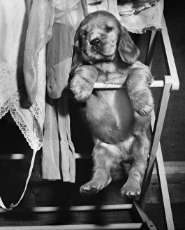 Images Dated 18th March 2016: Susi - sitting on a clothes horse