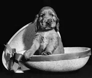 Susi - sitting inside half an Easter egg