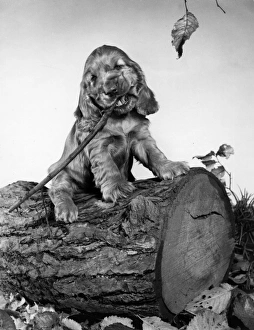 Images Dated 21st March 2016: Susi - sitting on a log