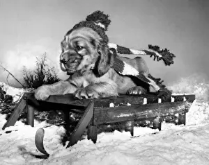 Susi - with sled in the snow