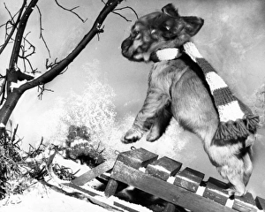 Images Dated 20th June 2016: Susi - with sled in the snow