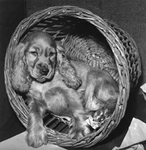 Susi - sleepy in her basket