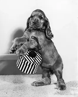 Susi - with a small hatbox