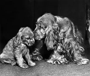 Susi - with a smaller puppy