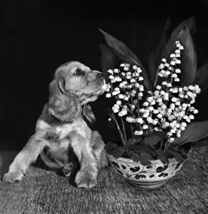 Susi - sniffing flowers