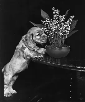 Smelling Prints: Susi - sniffing flowers