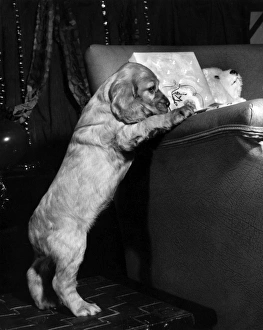 Images Dated 22nd March 2016: Susi - at the side of a sofa
