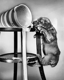 Puppies Prints: Susi - spilt milk