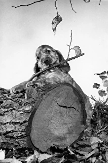 Images Dated 21st March 2016: Susi - standing behind a fallen tree trunk