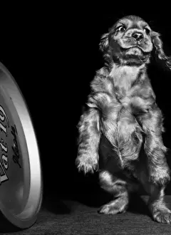 Susi - standing on hind legs
