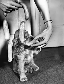 Susi - with string of sausages