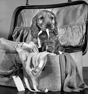 Images Dated 20th June 2016: Susi - with suitcase of clothes