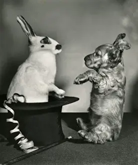 Susi - surprised by rabbit