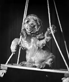 Susi - on a swing