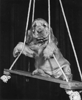 Images Dated 18th March 2016: Susi - on a swing