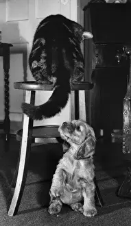 Susi - with tabby cat