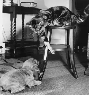 Susi - with tabby cat