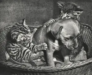 Susi - with tabby cat and kitten