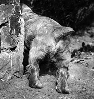 Images Dated 20th June 2016: Susi - tail and back legs