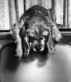 Susi - on top of the television