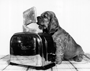 Images Dated 21st June 2016: Susi - with toaster and toast