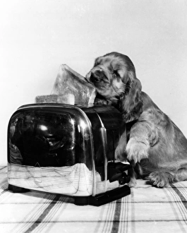 Images Dated 21st June 2016: Susi - with toaster and toast