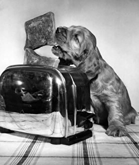 Images Dated 21st June 2016: Susi - with toaster and toast