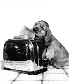 Spaniels Prints: Susi - with toaster and toast