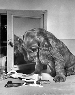 Images Dated 21st June 2016: Susi - with toothbrush and toothpaste
