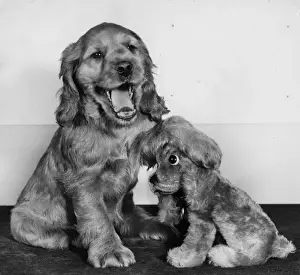 Suzy Prints: Susi - with toy spaniel