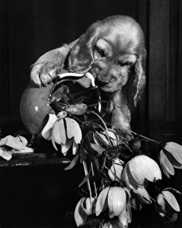 Images Dated 21st March 2016: Susi - with upset vase of flowers