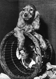 Susi - with upturned basket
