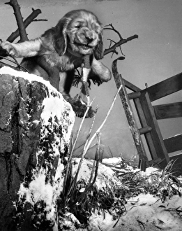 Images Dated 20th June 2016: Susi - with upturned sled in the snow