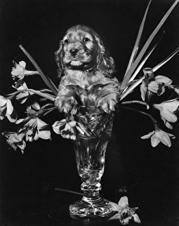 Images Dated 18th March 2016: Susi - with vase of daffodils
