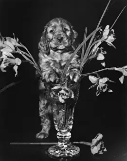 Susi - with vase of daffodils