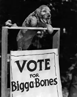Bigger Prints: Susi - Vote for Bigga Bones